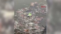 Yeşilırmak'ta balık ölümleri görüldü