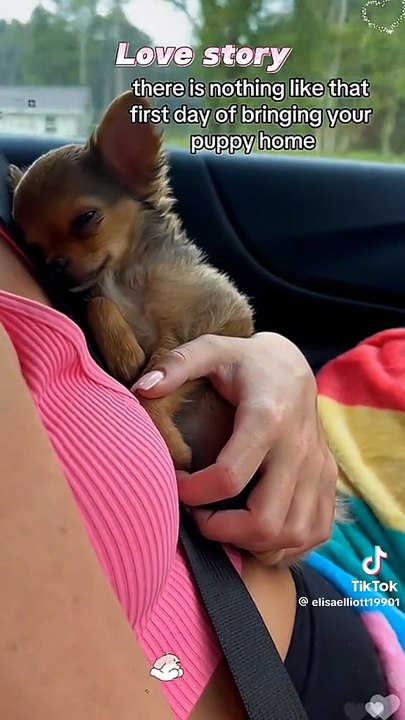 Die liebe eines Tieres