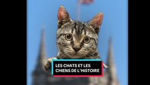 Les chiens et chats de l'histoire