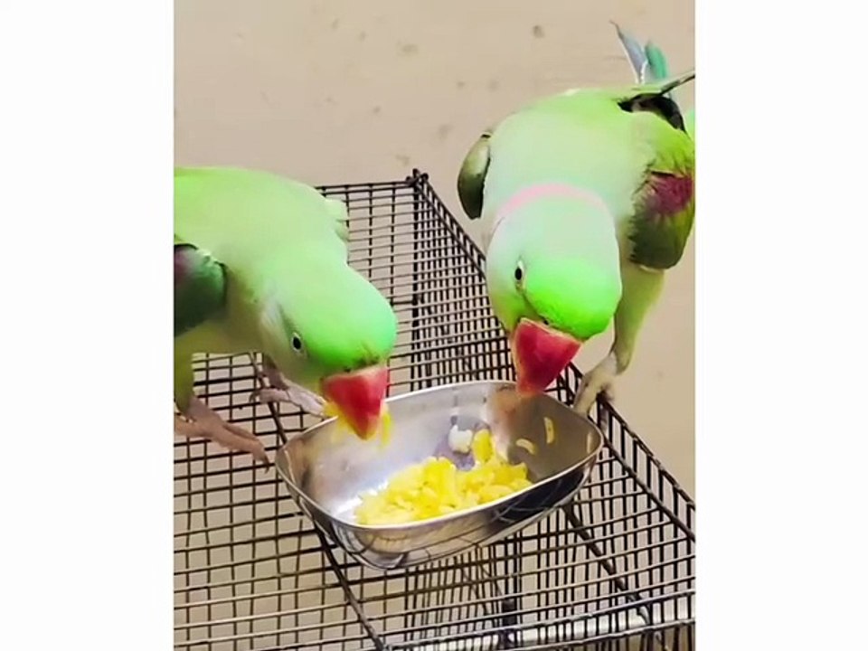 Parrots Eating moment I Two Cute Parrots Eating Lunch l Beautiful Parrots Having Their Meal