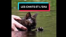 Les chats et l'eau