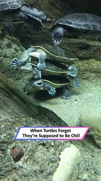These Turtles Started Fighting and Nobody Expected This|| Heartsome 💖