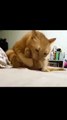 😹 Funny Cat Compilation 2026 – Non Stop Laughter Guaranteed  25