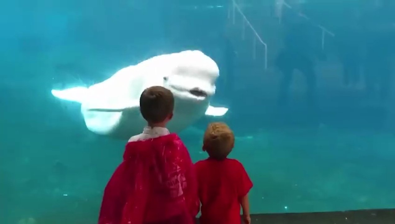 Hilarious Animal Fails & Cute Moments 🐶😂 | Funniest Animal Videos Ever #3