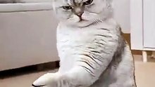 Cat dance _shorts _viral _trending _cat _funny _ai