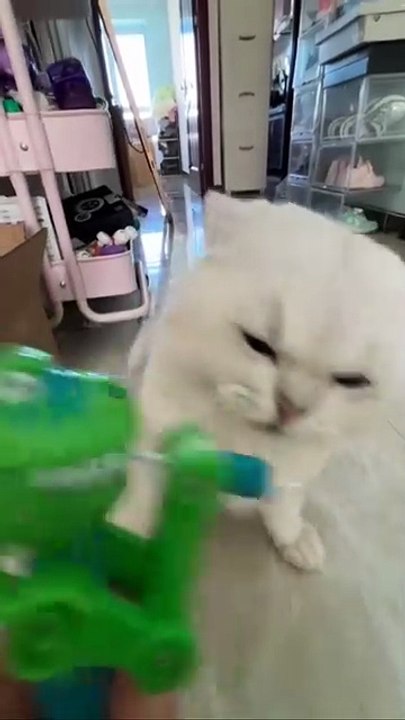 Funniest Cat Moment Today!
