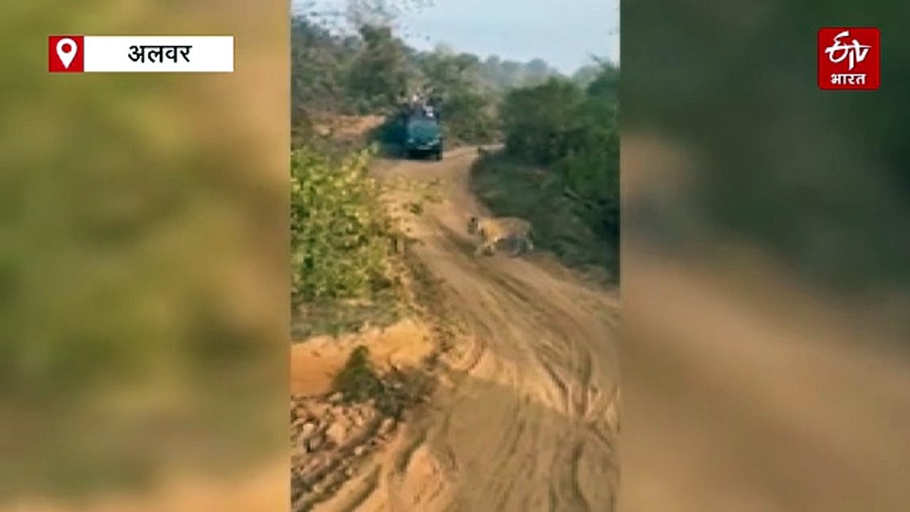 सरिस्का में 3 शावकों के साथ नजर आई बाघिन एसटी-3...