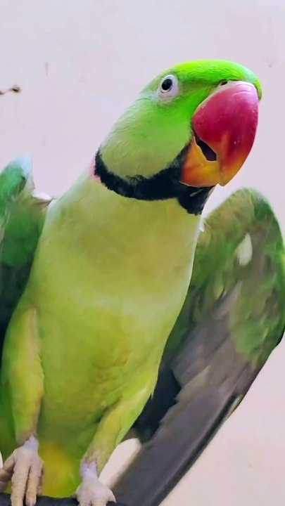 Talking Parrot l Parrot sound l Parrot Talking #parrot #parrots