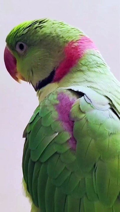 Talking Parrot l Parrot sound l Parrot Talking #parrot #parrots