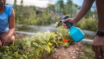 10 Reasons To Be Careful When Using “Safe” Dish Soap for Pest Control In The Garden
