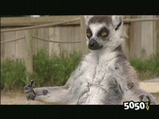 La sauvegarde des Lémuriens au zoo de Champrépus