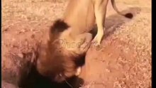 lion vs wild dog