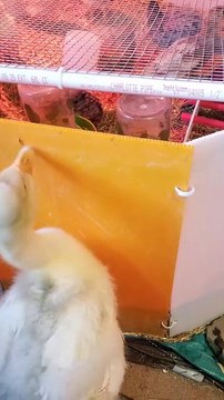 Lemongrab checking out the brooder. | #SparklegleamFarm #Lemongrab #Chicken #farm #geese #farmanimals #soft #cute