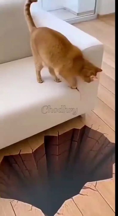 animal funny moments