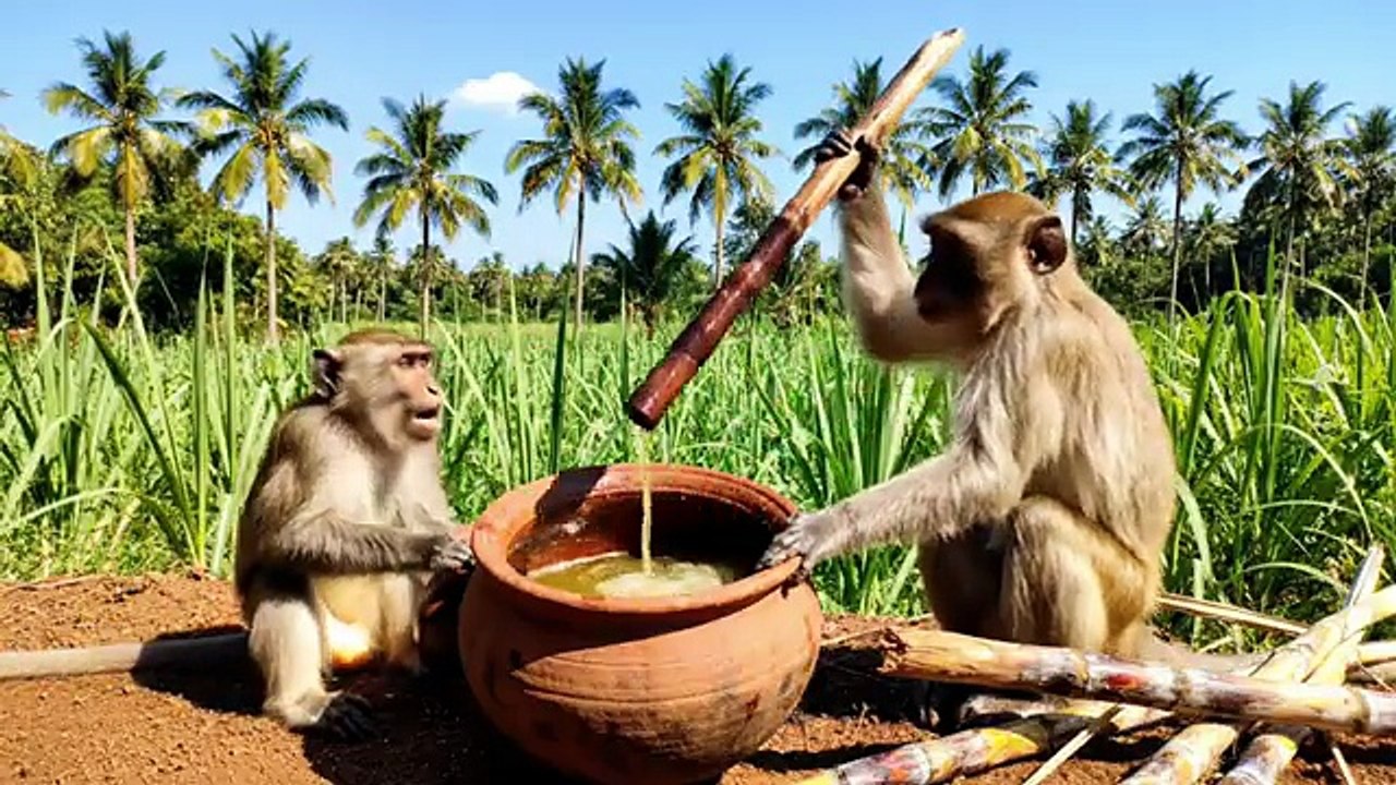 monkey making