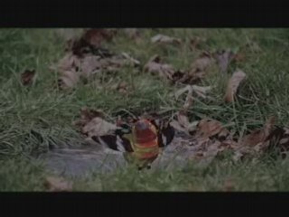 The Grass is Always Greener