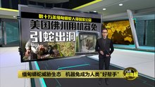缅甸蟒蛇入侵国家公园   机器兔成为人类"好帮手"
