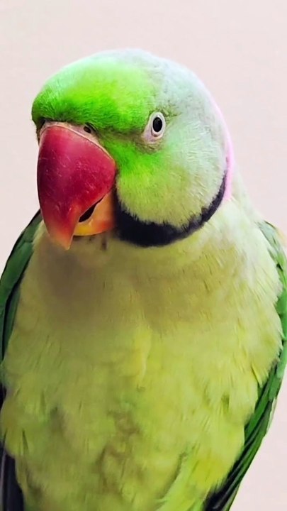 Talking Parrot l Parrot Talking l Parrot Sound