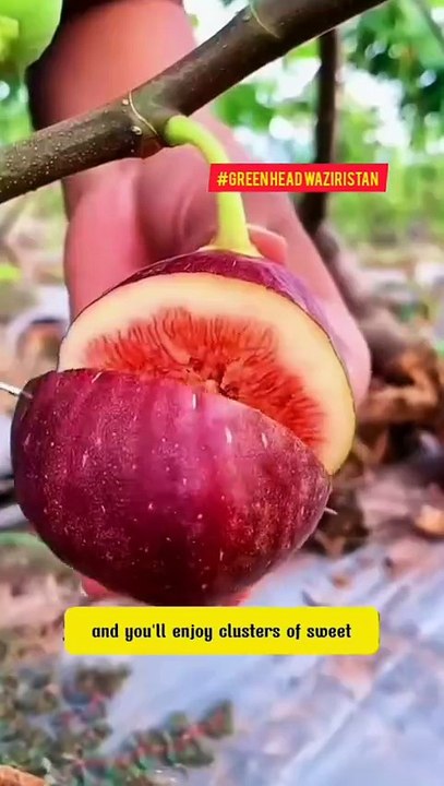 Grow This One Fig Tree and Enjoy Sweet Fruit Non-Stop!