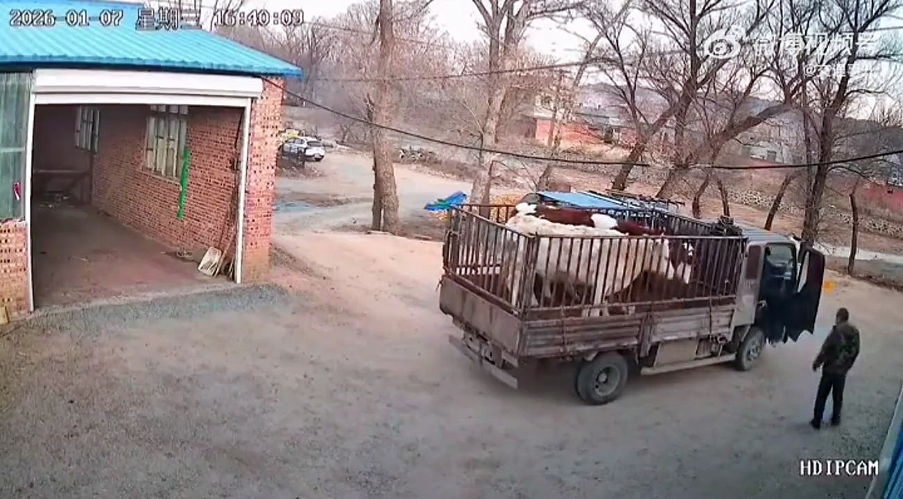 Ces vaches vont avoir une dernière chance... bon karma