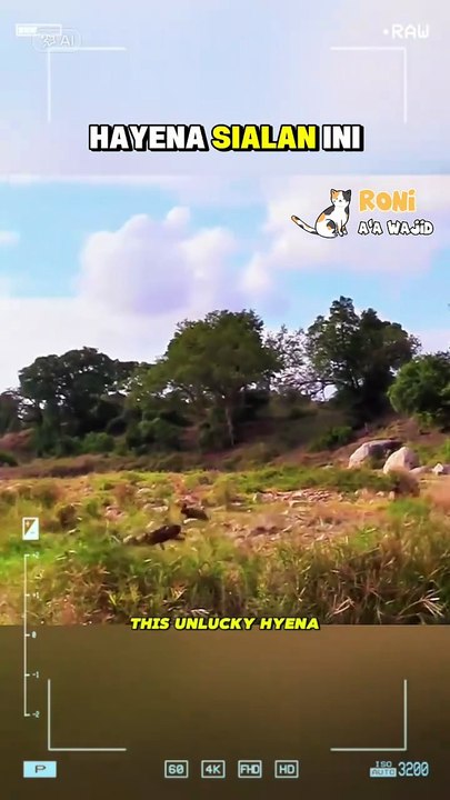 Hyena itu dikejar dan disergap secara tiba-tiba — alam liar tidak memberi ampun bagi mereka yang lengah.