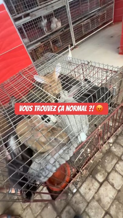Stop à la souffrance animale 💔À chaque fois que je vois ce genre de choses, ça me brise le cœur et j’en pleure parfois...(Vidéos filmés en été 2025)