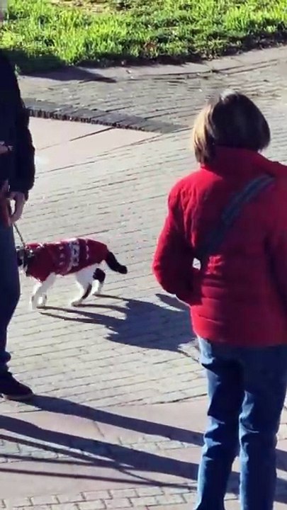 Quand le chat devient le roi de la promenade