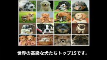 【豆知識】世界の高級な犬たちTOP15    【Trivia News】The World's Top 15 Most Expensive Dogs
