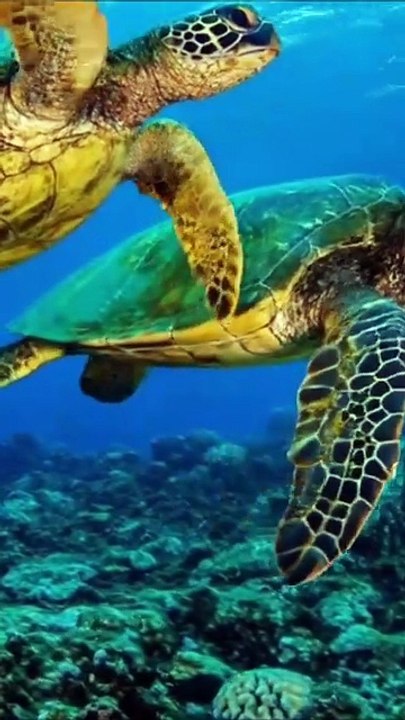 Existe un hospital para tortugas marinas en peligro | La Buena Noticia