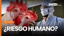Alerta por brote de gripe aviar en Brasil: científicos aclararon nivel de riesgo en humanos | Pulzo