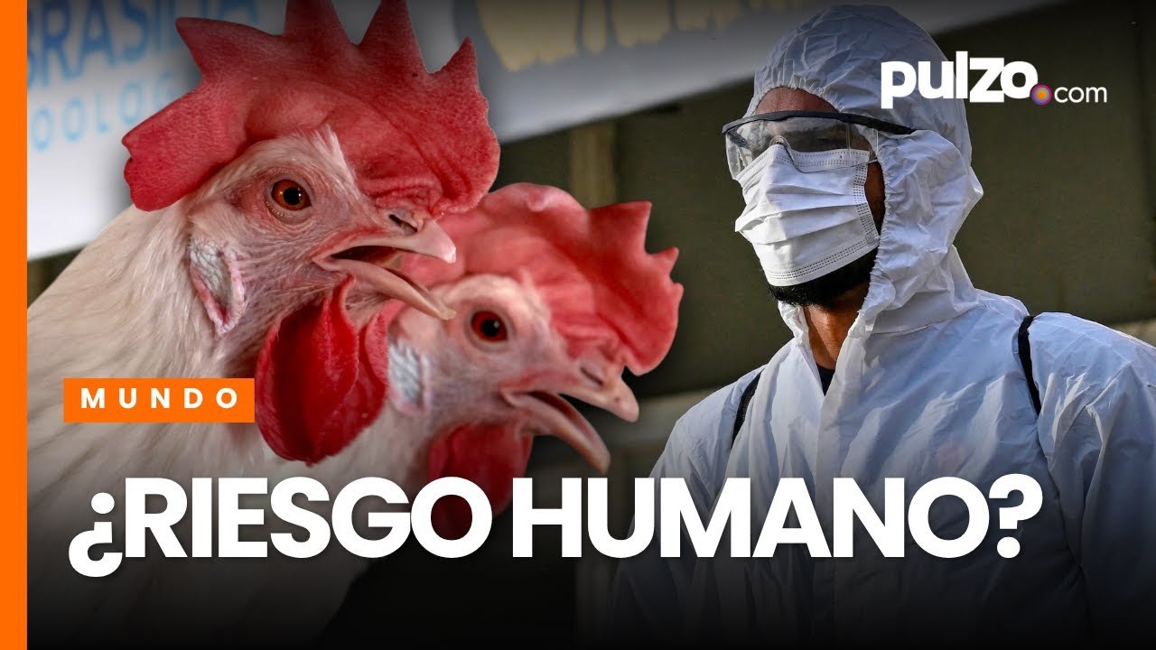Alerta por brote de gripe aviar en Brasil: científicos aclararon nivel de riesgo en humanos | Pulzo
