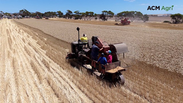 Vintage harvesters showcase evolution of grain harvesting on Yorke Peninsula