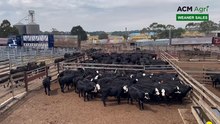 Hamilton weaner sale