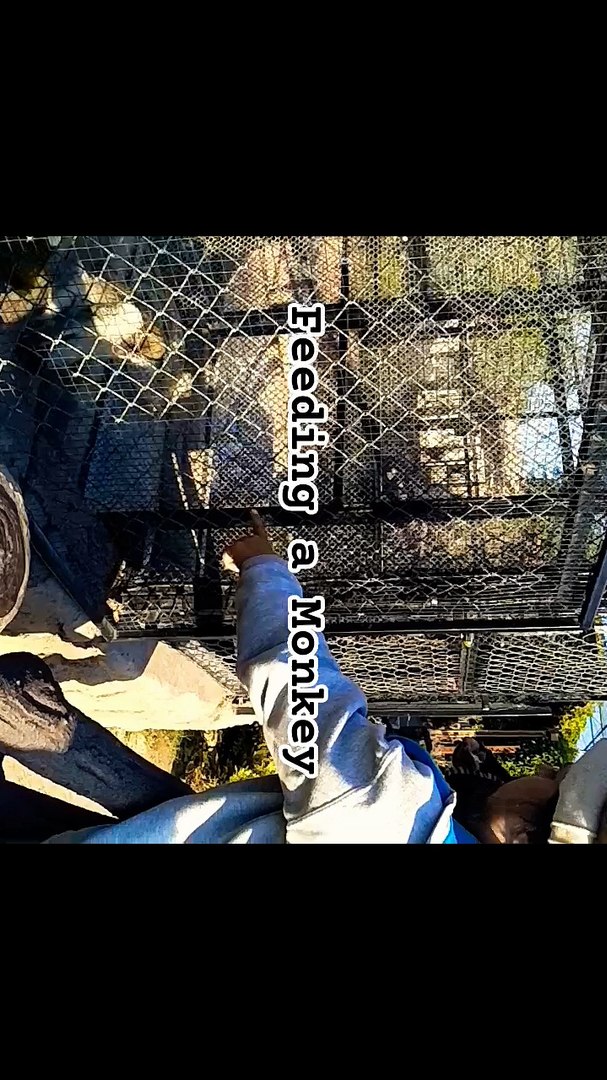 ⁣Feeding a Monkey #song #saqibhassan #trending #