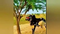Qurbani animals funny moments caught on camera - 😅😜  funny moments of qurbani animals - Fun With Badshah  02 (360p, h264)