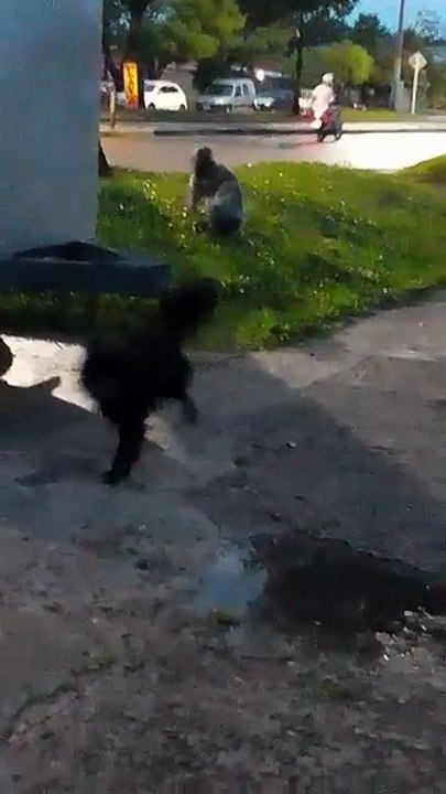 Tarde-noche con los peludos el último domingo del 2025