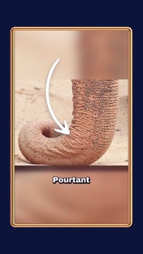 Toi VS le nez d'un éléphant ! (T'as aucune chance) #éléphant #trompe #force #animaux #nature