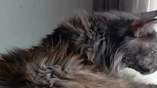 This Maine Coon Can’t Decide: Watch or Play? 😹🐾 #cat #funny #funnycat #cutecat #viralcats #viralvideo #fyp