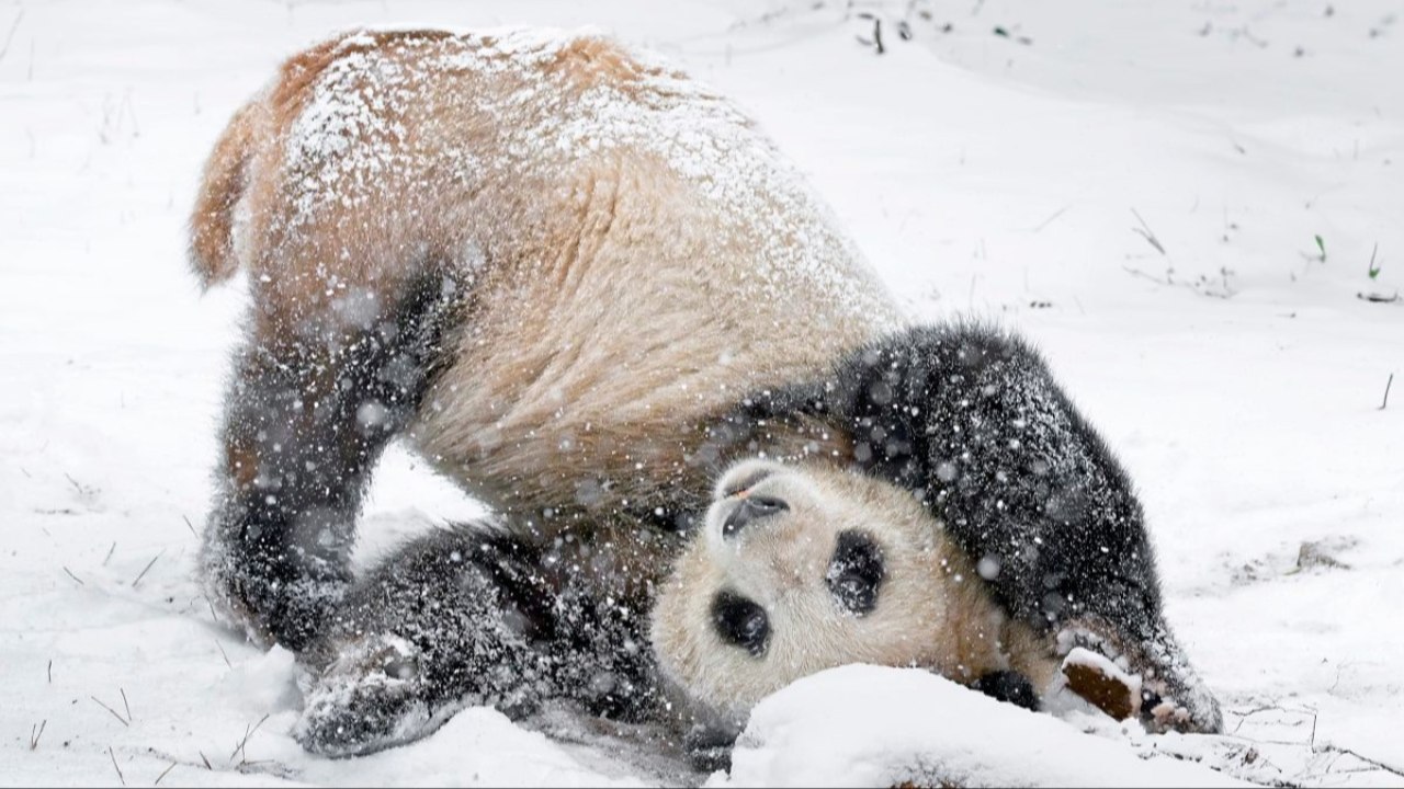 Schönbrunner Pandas toben im Schnee