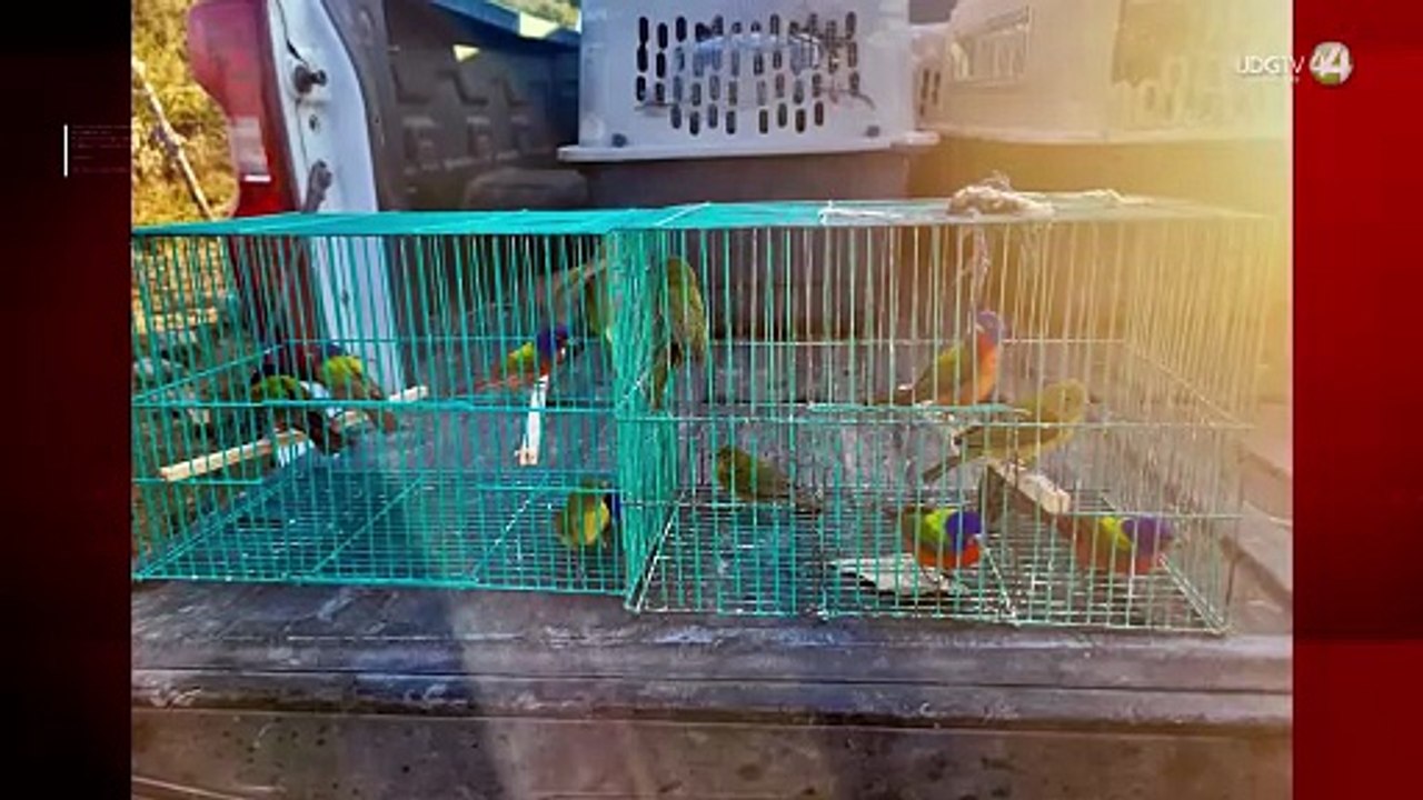 Reintegran a su hábitat a 14 passerinas siete colores en Cerro Viejo