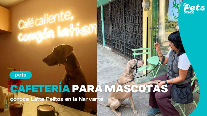Latte Pelitos: la cafetería pet friendly REAL en CDMX