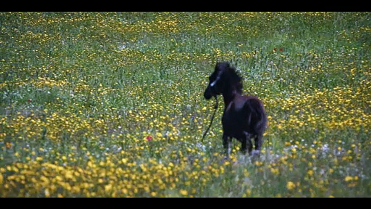 Tráiler de 'Pura Sangre'
