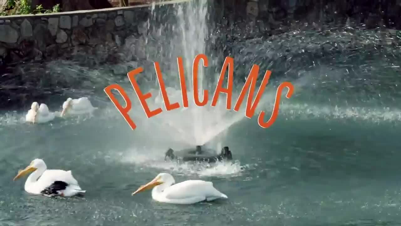 Pelicans Can Swallow Fish Whole — and It’s Even Wilder Than It Sounds