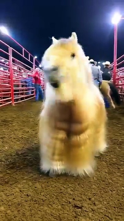 Amazing horse 🐴