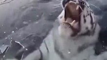 Saving a giant tiger from under the hard ice  انقاظ نمر عملاق من تحت الجليد القاسي