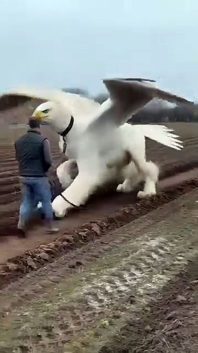 Amazing animal