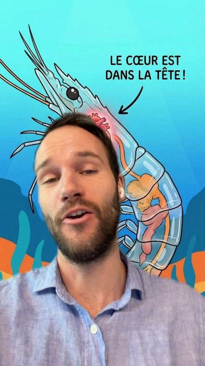 Le COEUR dans le TÊTE 🦐