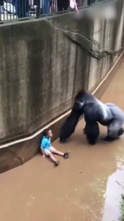 An unexpected reaction from the gorilla when the child fell into its enclosure رد فعل غير متوقع من الغوريلا حين سقط الطفل في بيتها