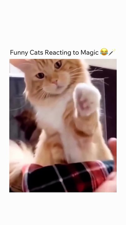 Follow _catblops for more 💙__😸 Interesting Fact__Magic is a performing art in which audiences are entertained by tricks_ effects_ or illusions of seem(