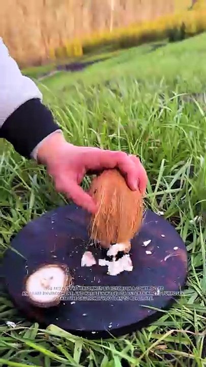 Who needs plastic when you’ve got nature’s cup 😍🥥